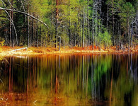 собрать пазл природа